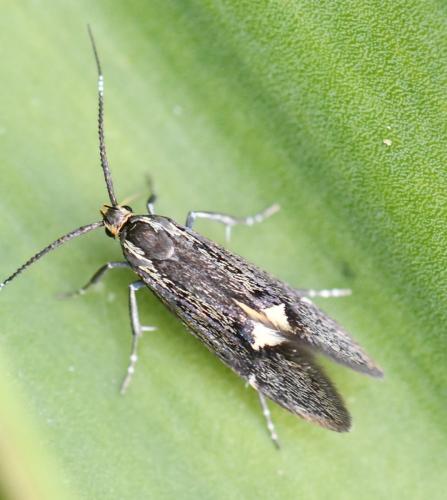 Esperia sulphurella